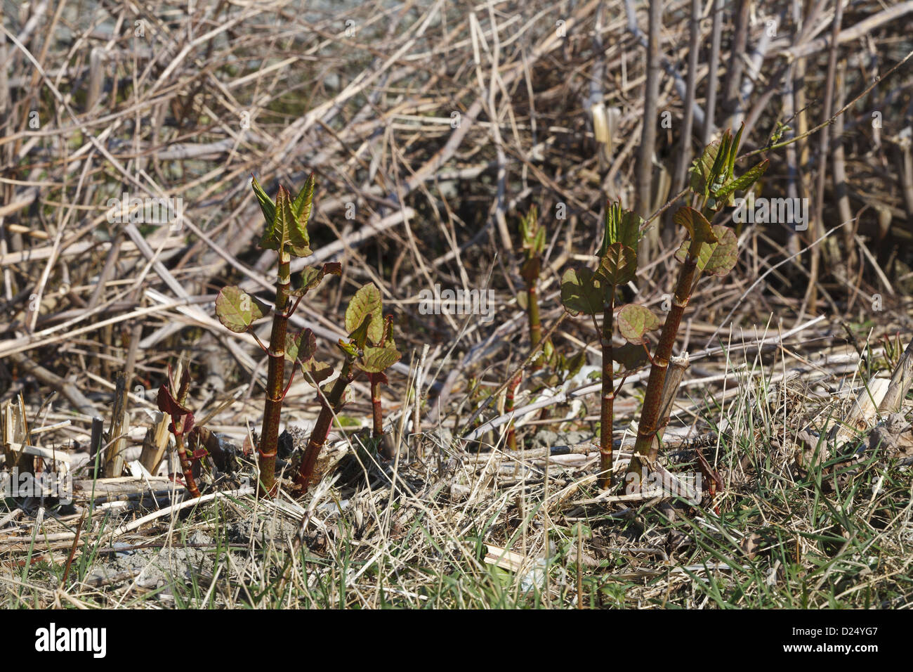 Japanese Knotweed (Fallopia japonica) introduced invasive species, new ...