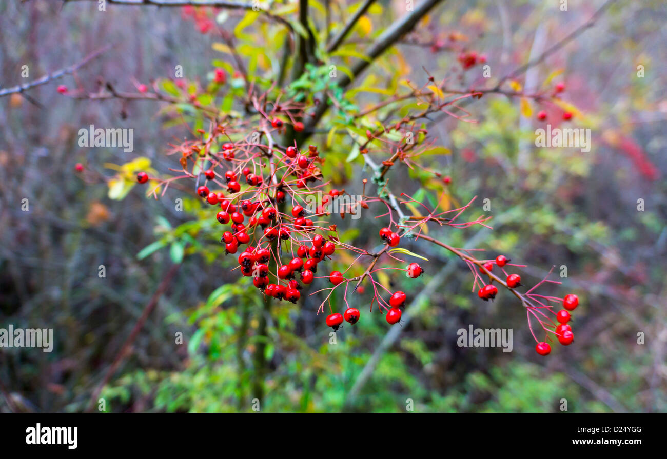 Red berries with green leaves, Autumn, winter Stock Photo