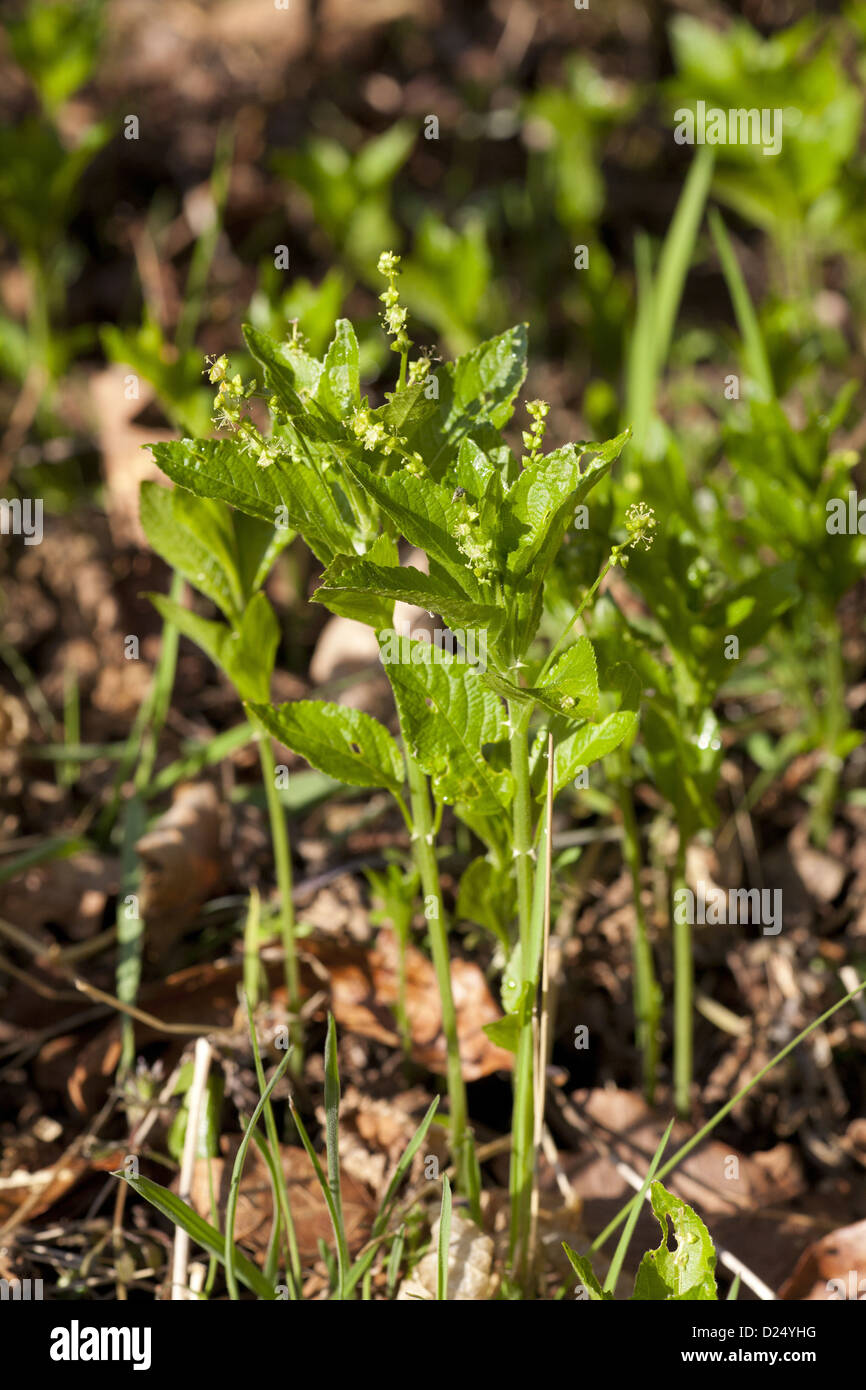 Dog's Mercury (Mercurialis perennis) flowering, growing in coppiced woodland, Powys, Wales, March Stock Photo