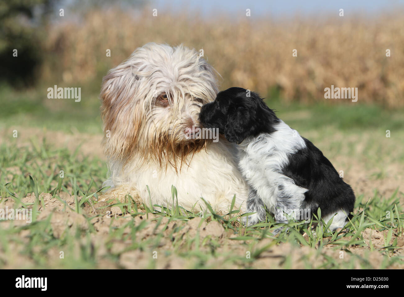 Lying Dutch Shepherd Dog Stock Photos Lying Dutch Shepherd Dog