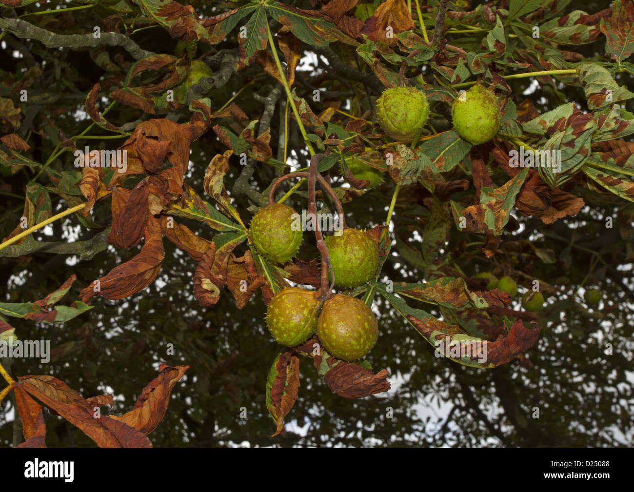 Horse Chestnut Aesculus hippocastanum close-up fruit leaves effected ...