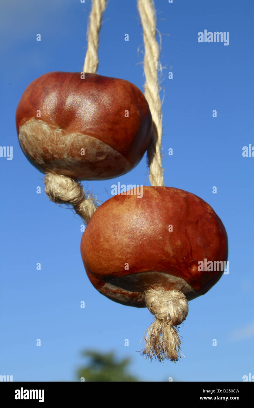 Horse Chestnut (Aesculus hippocastanum) two nuts threaded on strings