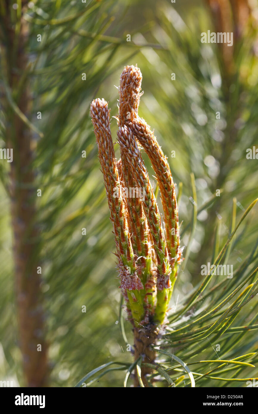 Scots Pine (Pinus sylvestris) close-up of new shoots, Powys, Wales, May Stock Photo