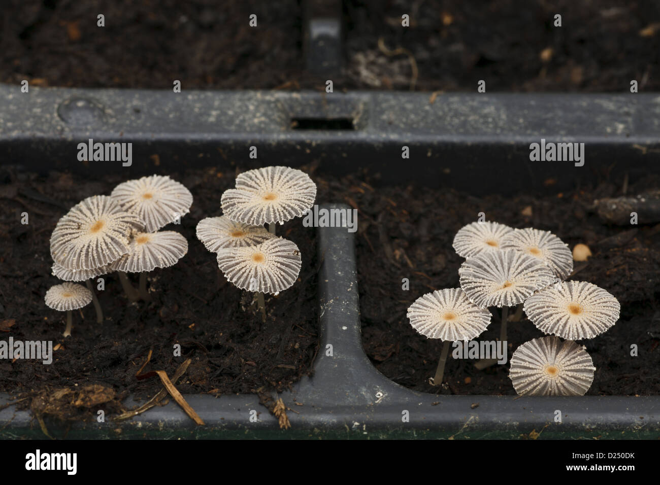 Small Inkcap Fungi (Coprinus sp.) fruiting bodies, growing out of compost in plant trays, Powys, Wales, February Stock Photo
