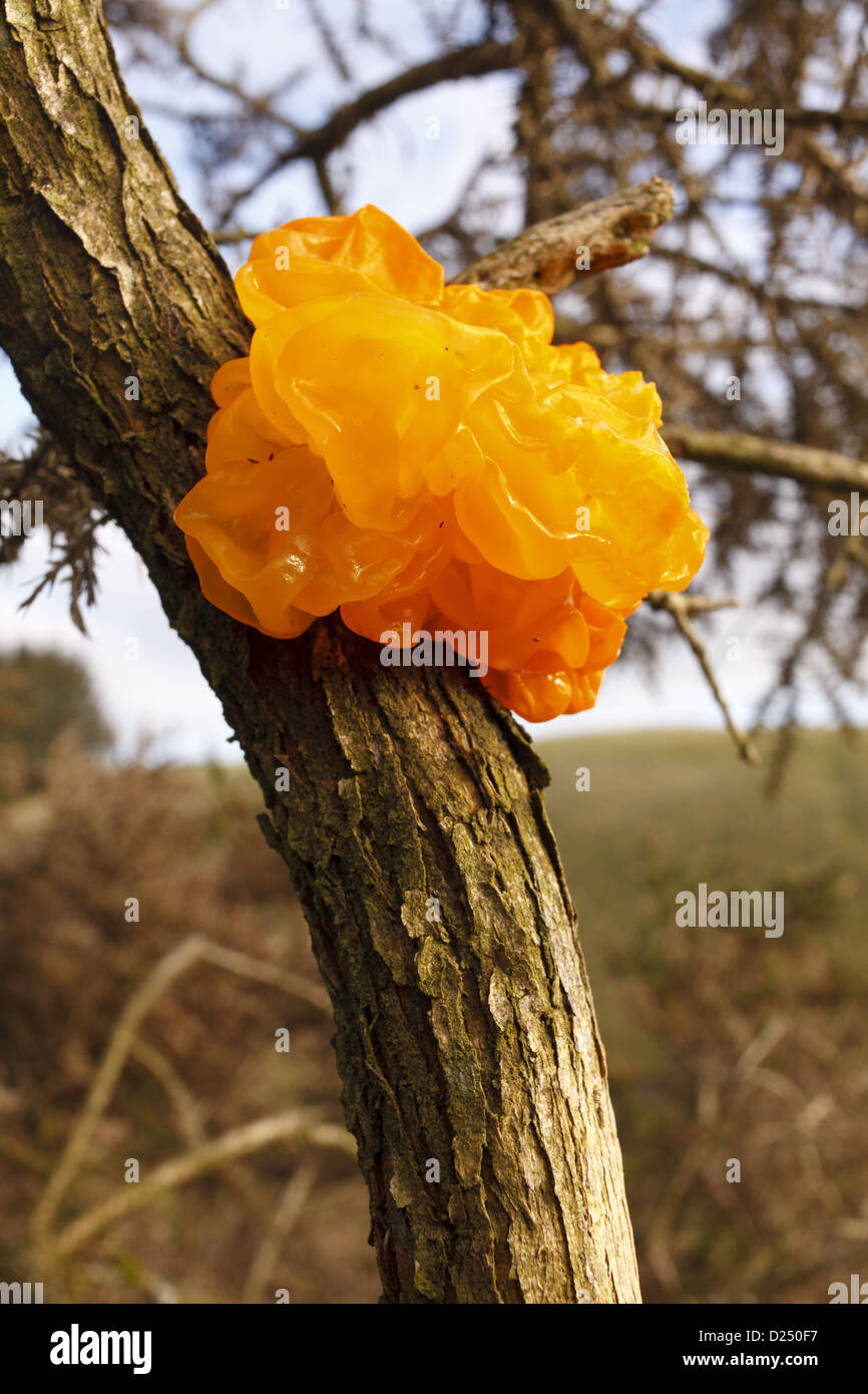 Yellow Brain Fungus (Tremella mesenterica) fruiting body, growing on Gorse (Ulex sp.), Powys, Wales, December Stock Photo