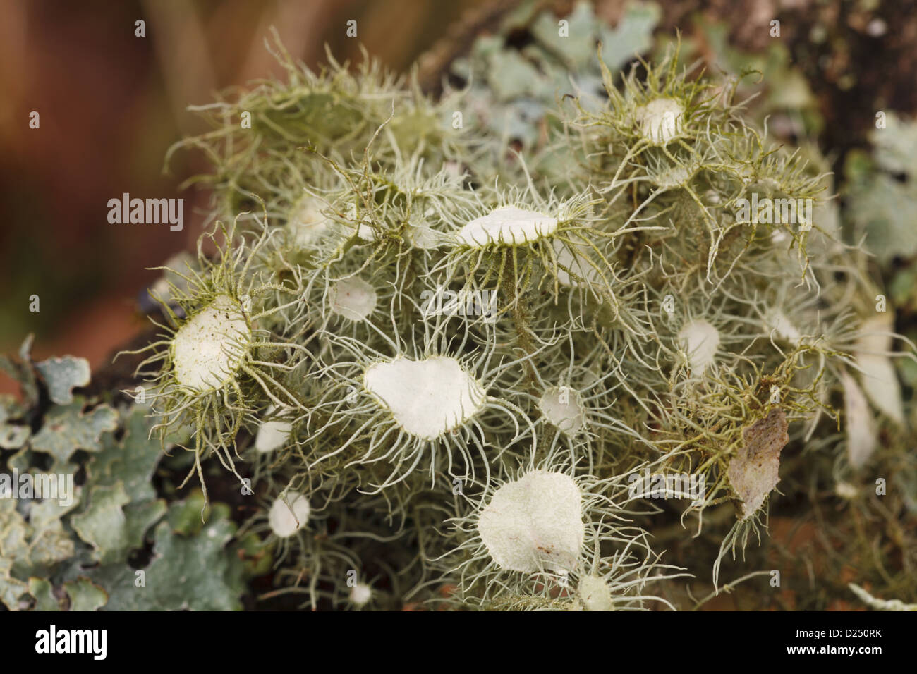 Witches' Whiskers Lichen (Usnea florida) growing on oak branch, Powys, Wales, February Stock Photo