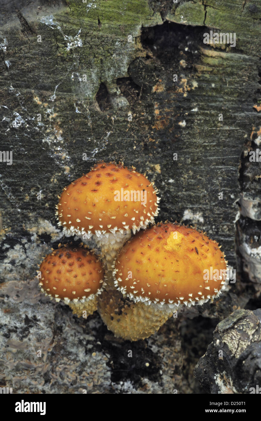Flaming Scalycap (Pholiota flammans) fruiting bodies, growing on tree trunk in woodland, Leicestershire, England, October Stock Photo