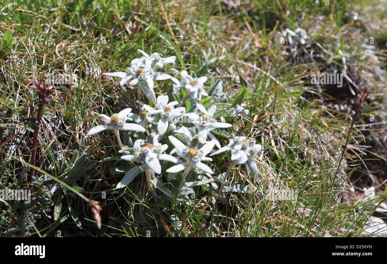 A group of Edelweiss - Leontopodium alpinum between grss Stock Photo