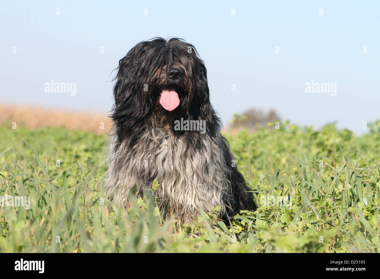 Dutch clearance sheepdog society