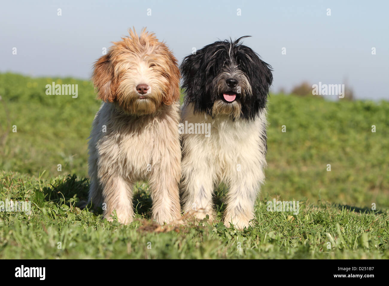 Dog Schapendoes / Dutch Sheepdog two puppies different colors standing in a meadow Stock Photo