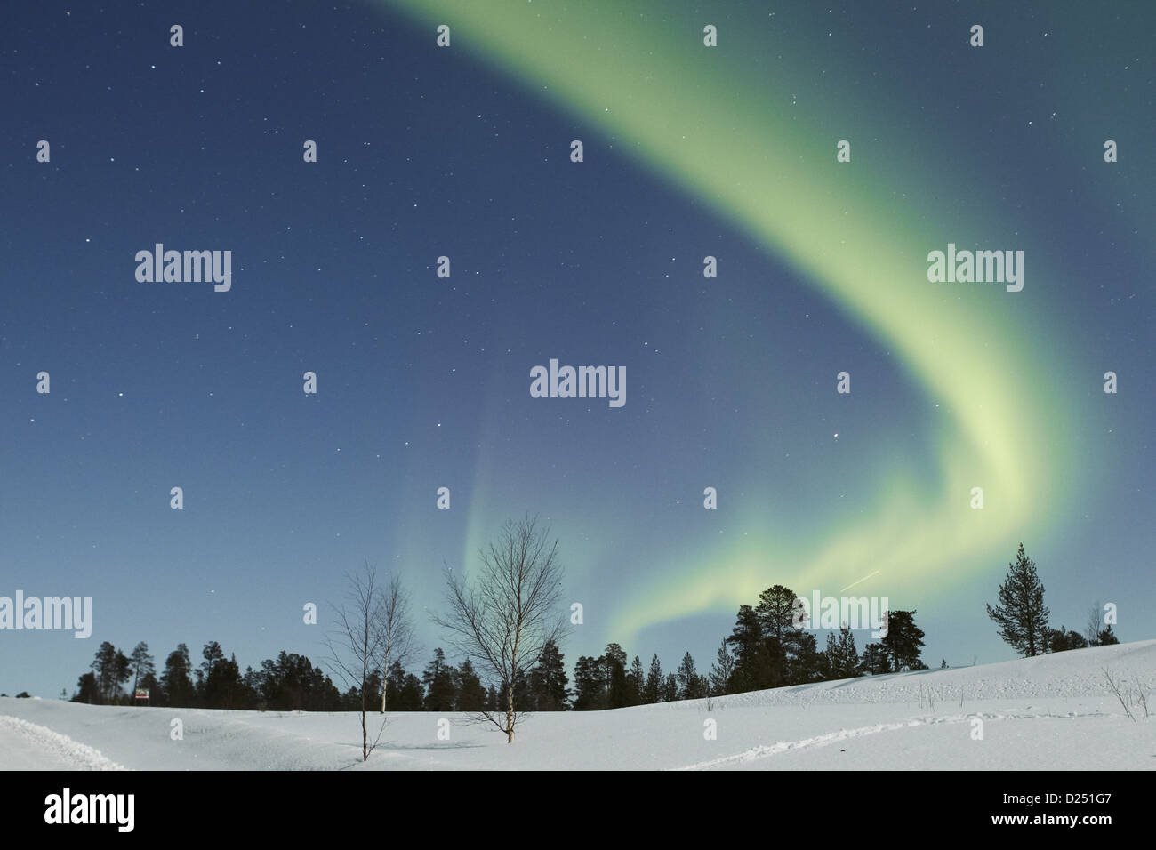 Aurora Borealis, over snow covered coniferous forest at night, Northern ...