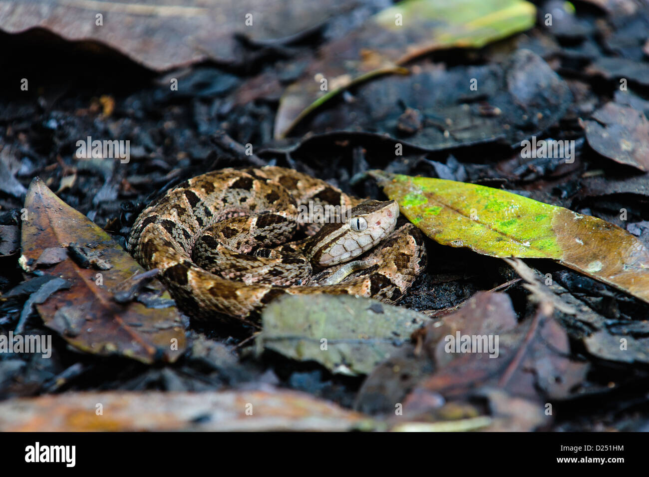 Coiled juvenile fer-de-lance (Bothrops asper), pit viper, snake amongst the leaf litter. Costa Rica Stock Photo