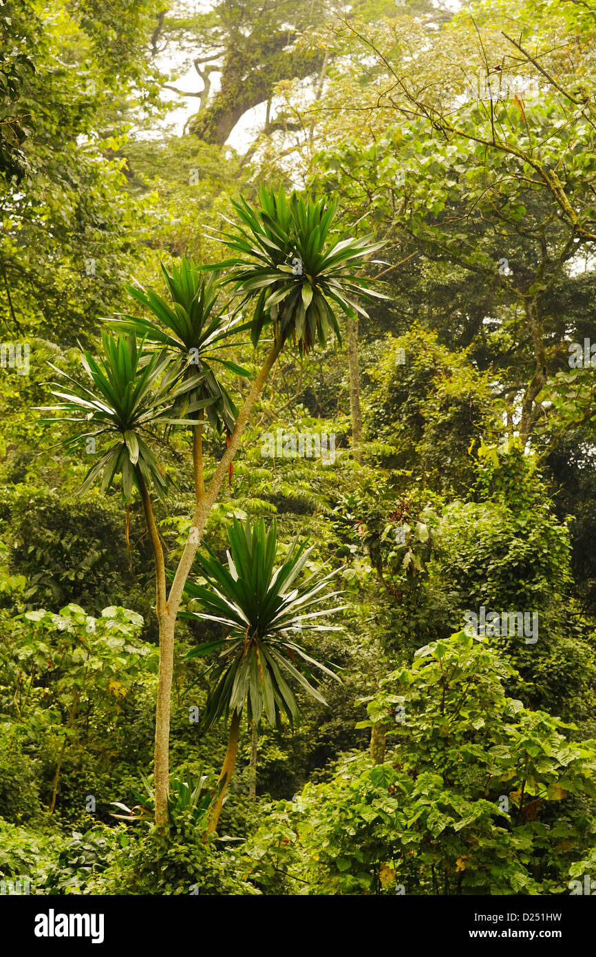 Tropical montane forest hires stock photography and images Alamy