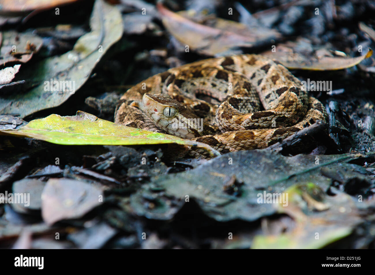 Coiled juvenile fer-de-lance (Bothrops asper), pit viper, snake amongst the leaf litter. Costa Rica Stock Photo