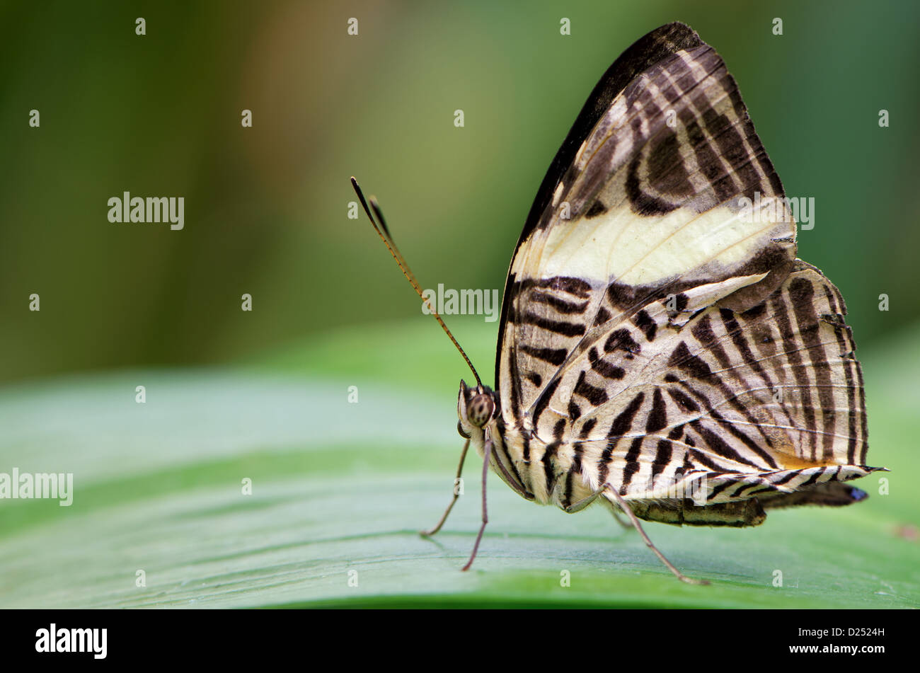Dirce Beauty butterfly, also known as the Mosaic or Zebra Mosaic, Colobura dirce,  on a leaf Stock Photo
