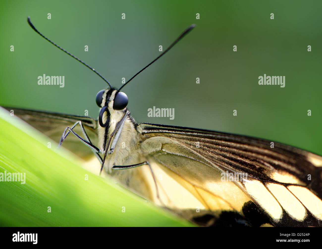 Front view / macro of a swallowtail butterfly on a leaf Stock Photo - Alamy