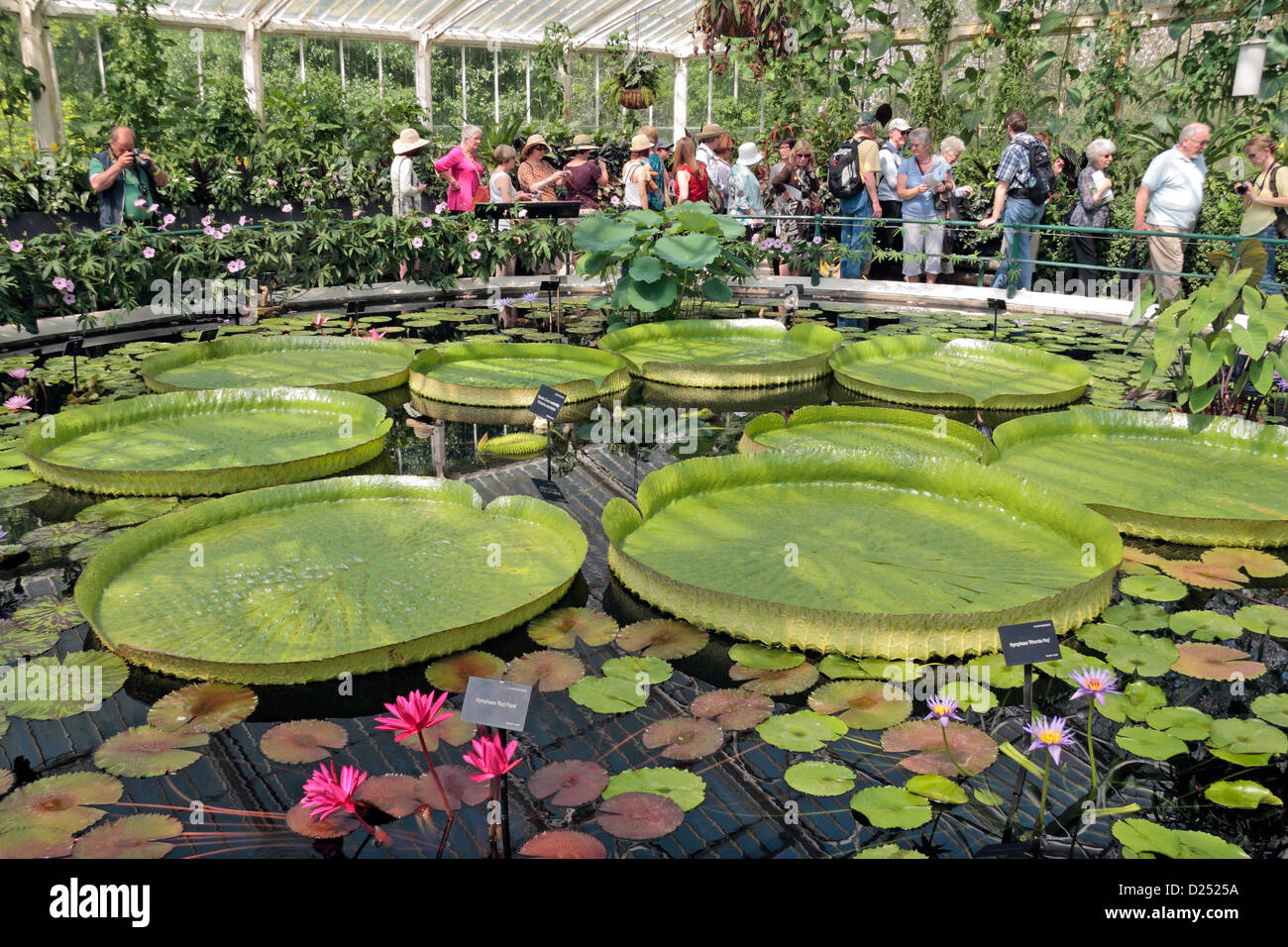 The Giant Amazonian Water lilys inside Water lily House, The Royal Botanic Gardens, Kew, Surrey, England. Stock Photo