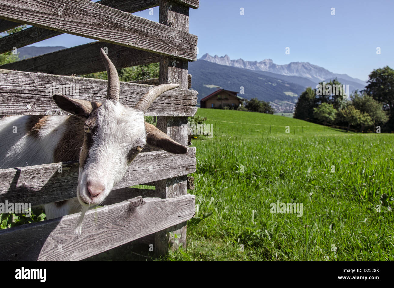 a curious goat sticking its head through a fence Stock Photo
