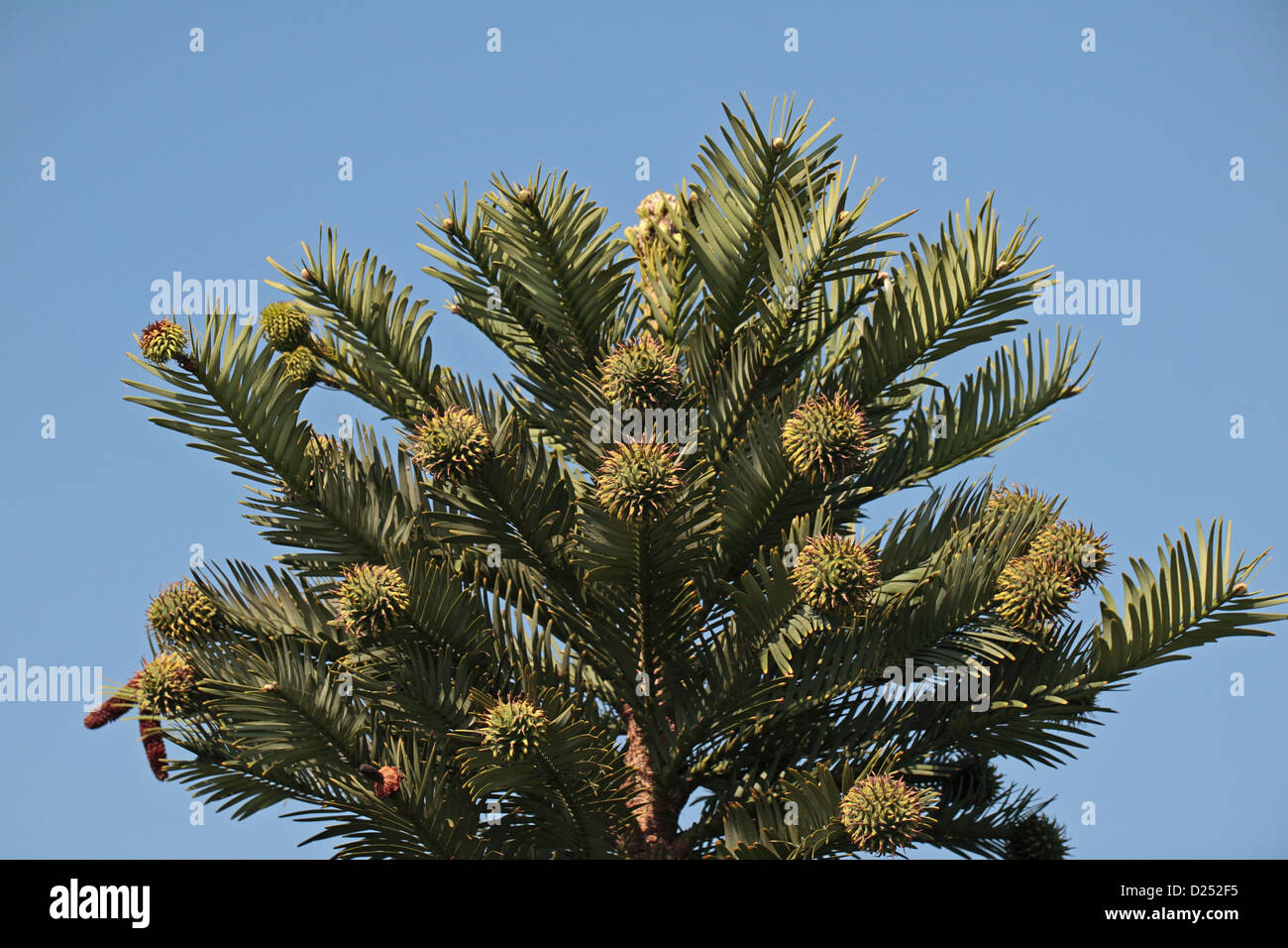 The Wollemi Pine (Wollemia nobilis), once thought extinct, flourishing in the Royal Botanic Gardens, Kew, Surrey, England. Stock Photo