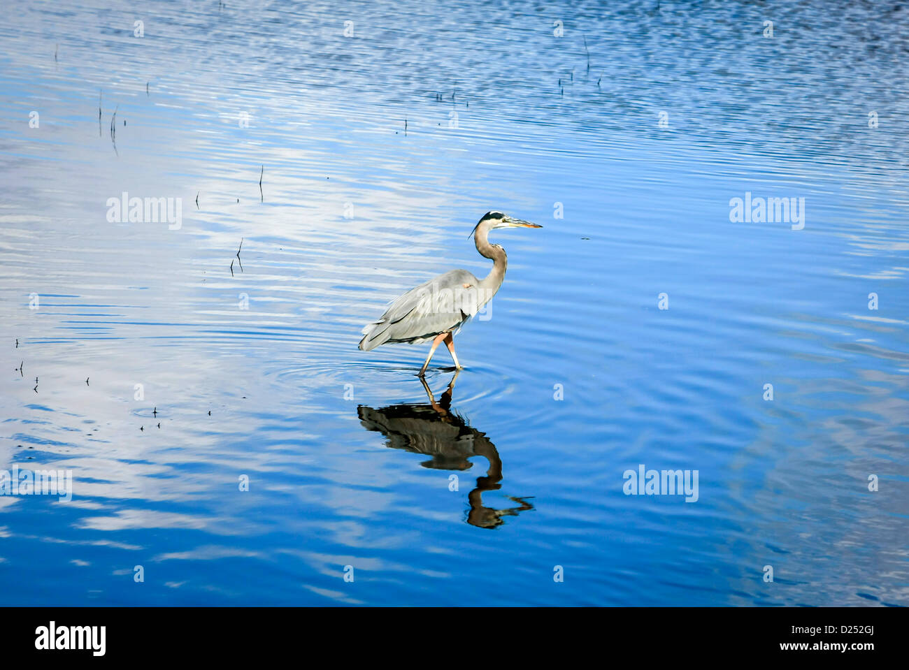 Blue Heron in the Myakka River Florida Stock Photo