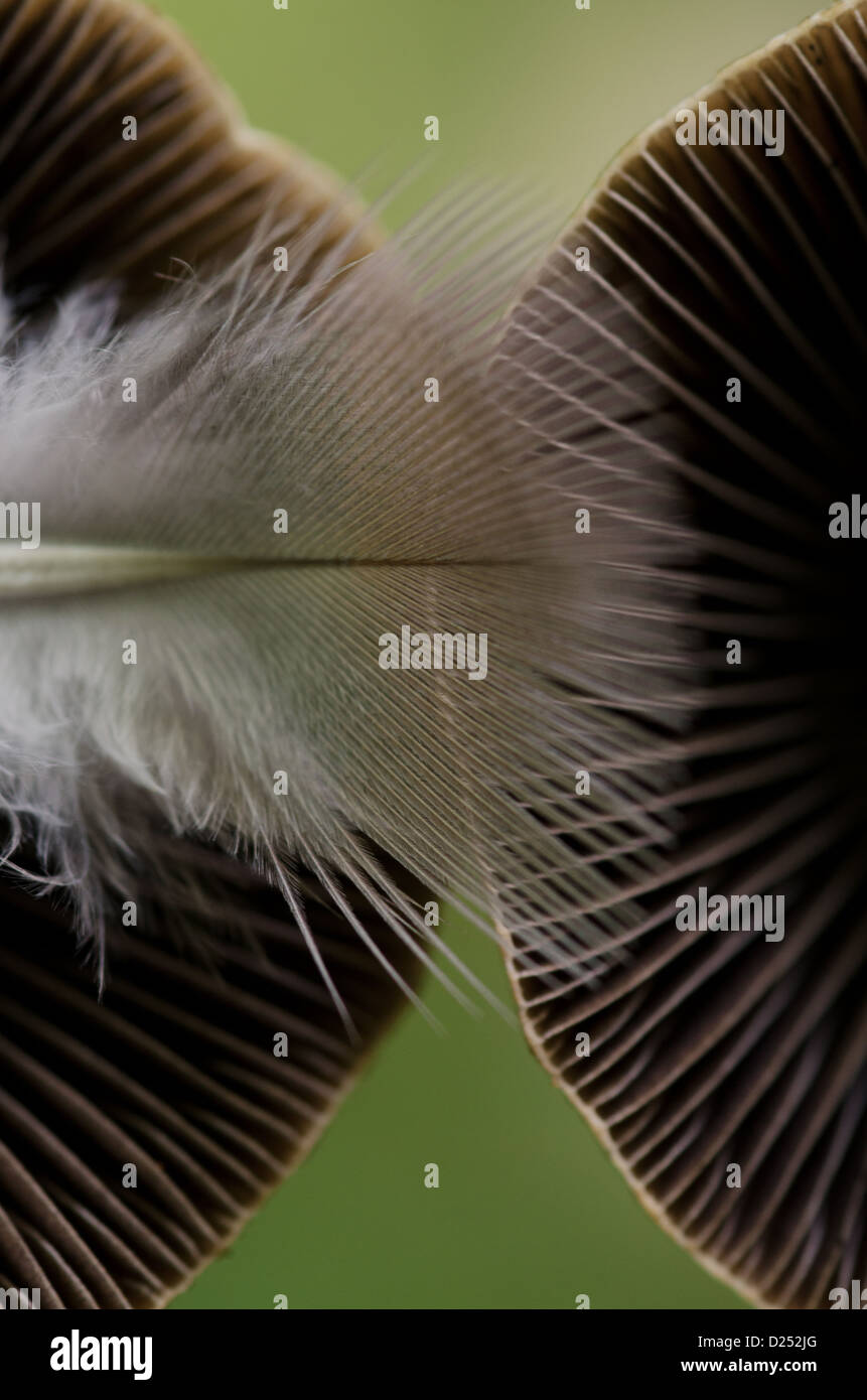 Feather caps hi-res stock photography and images - Alamy