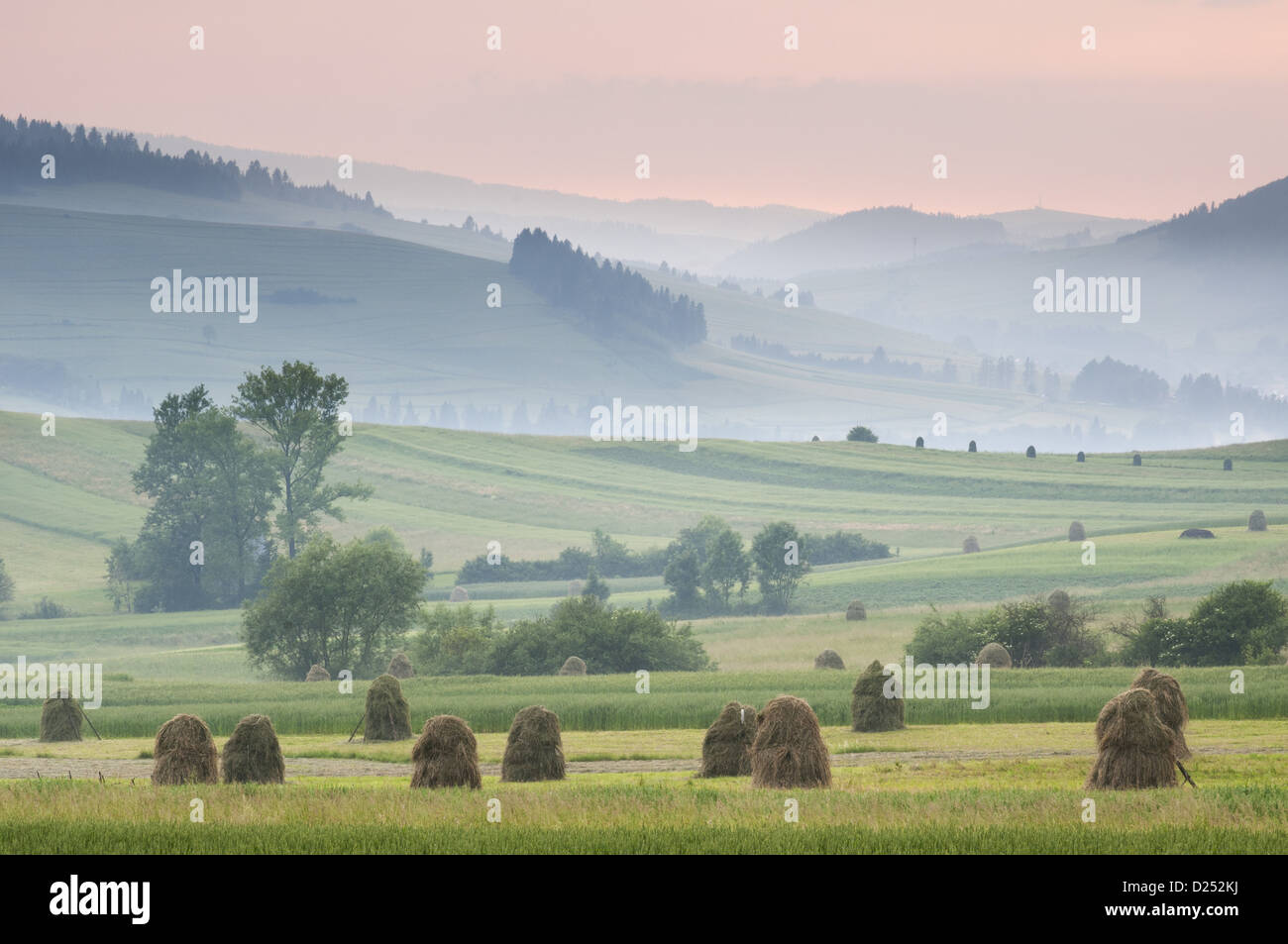 Hay ricks in montane meadow at sunset, Tatra Mountains, Western Carpathians, Poland, June Stock Photo