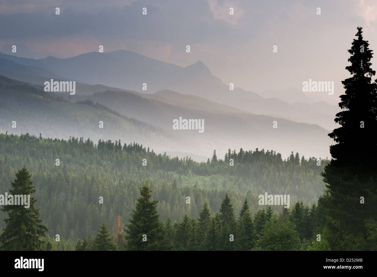 View over montane coniferous forest habitat at sunset, Tatra Mountains ...