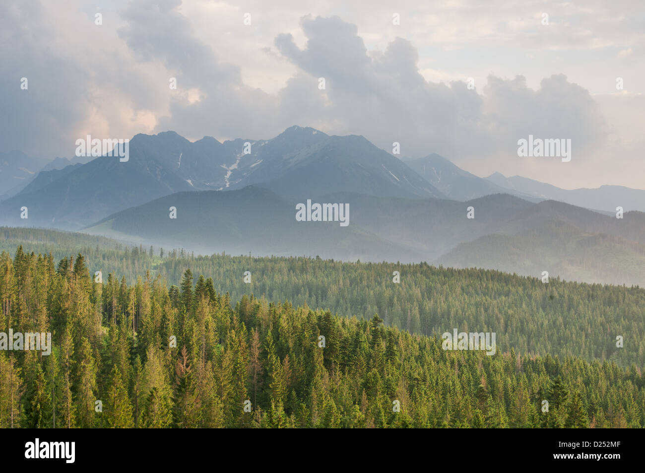 View over montane coniferous forest habitat at sunset, Tatra Mountains, Western Carpathians, Poland, June Stock Photo