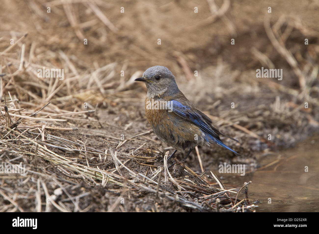 Western Bluebird female bird at drinking pool - Utah USA Stock Photo