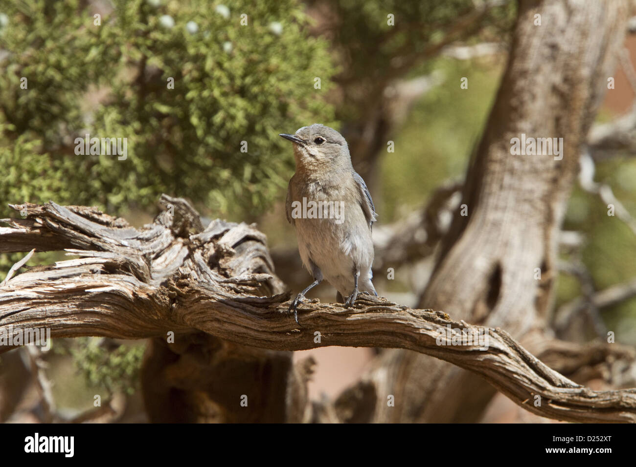 Western Bluebird female bird - Utah USA Stock Photo - Alamy