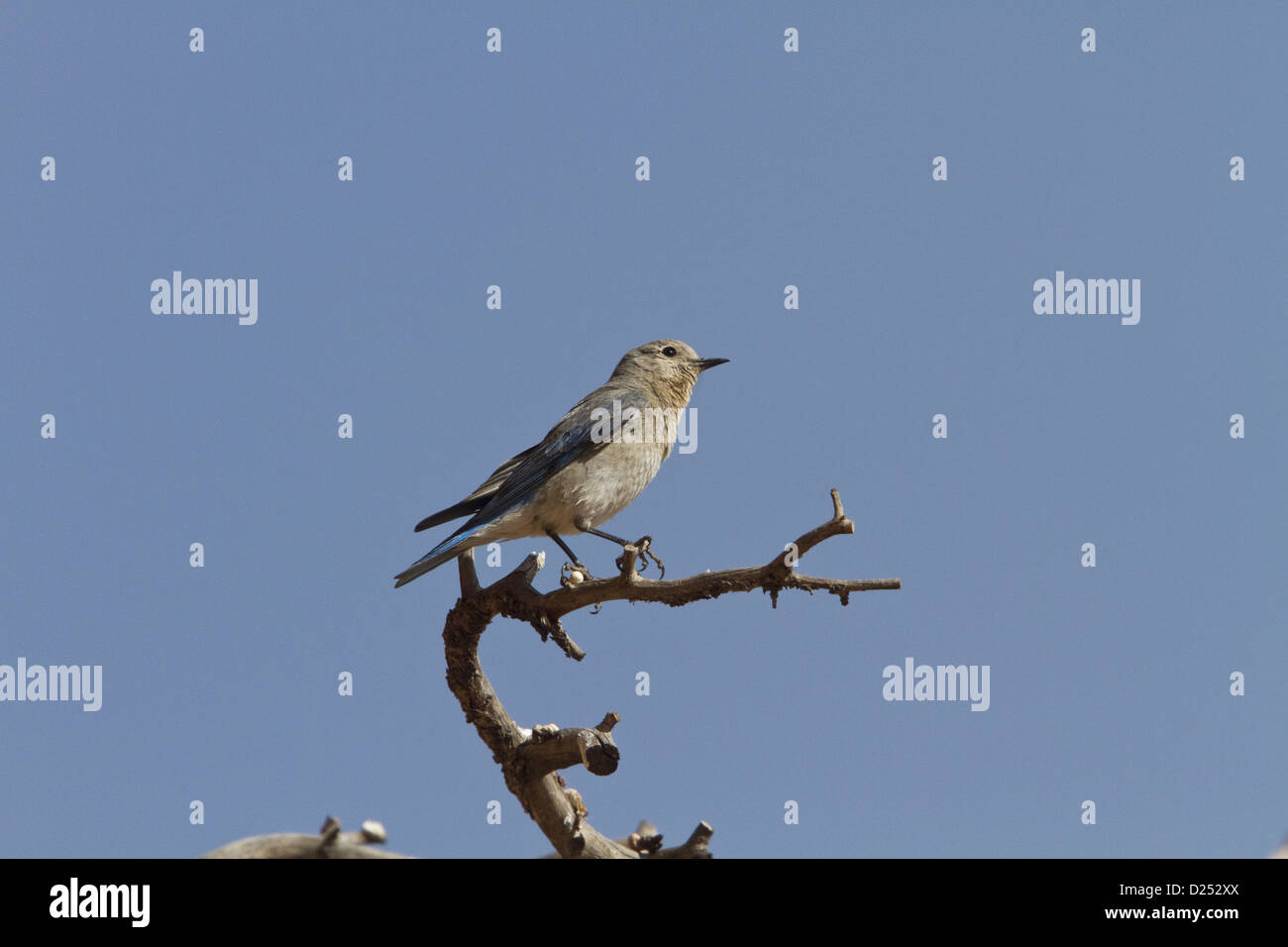 Western Bluebird female bird - Utah USA Stock Photo - Alamy