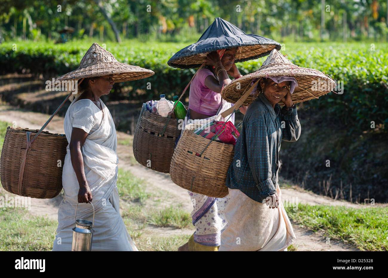 Tea leaf harvesters return home at the end of a day's hard work on a tea plantation in Jorhat, Assam, India. Stock Photo