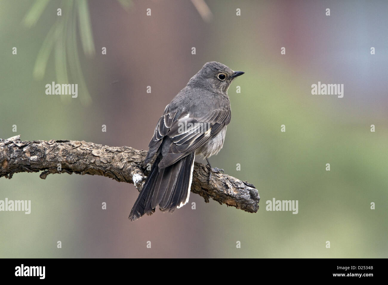 Adult Townsend's Solitaire Utah America Stock Photo Alamy