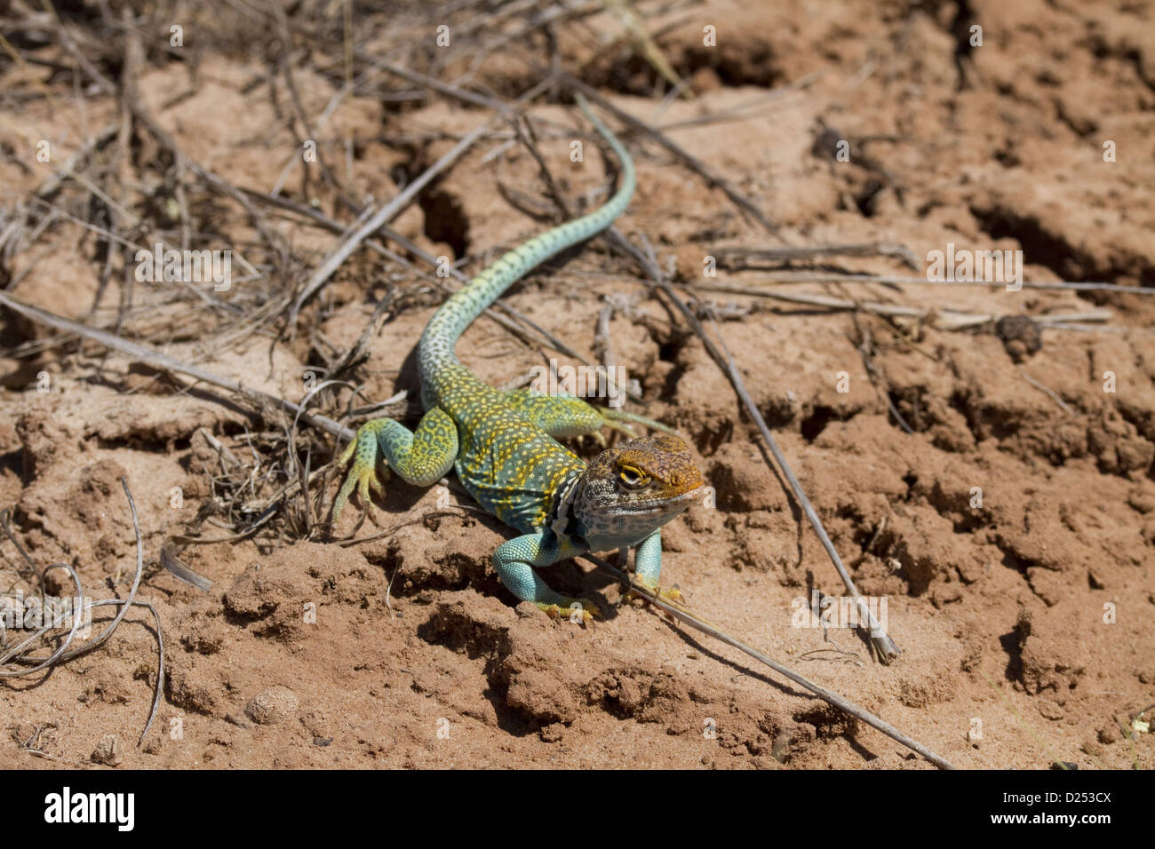 Yellow headed lizard hires stock photography and images Alamy