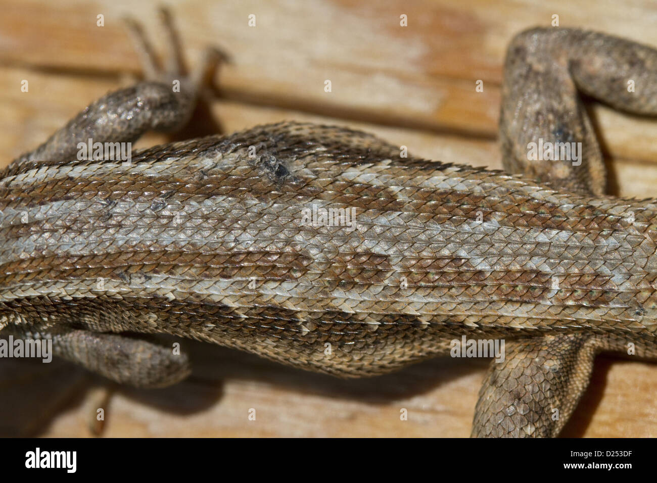 Sagebrush Lizard, male, Utah America Stock Photo