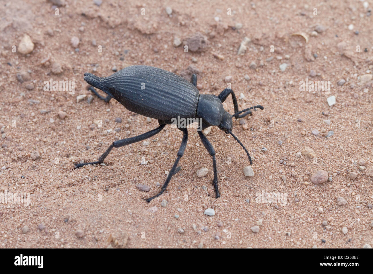 Darkling beetle from Utah USA Stock Photo Alamy