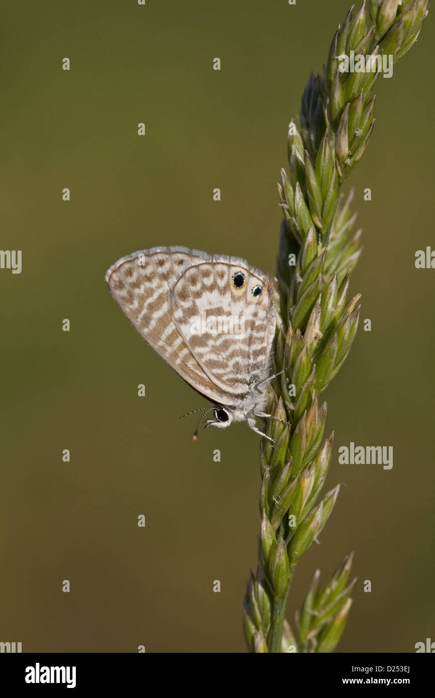 Marine Blue or Striped Blue Leptotes marina butterfly Lycaenidae family It found in from South America through Mexico up to Stock Photo