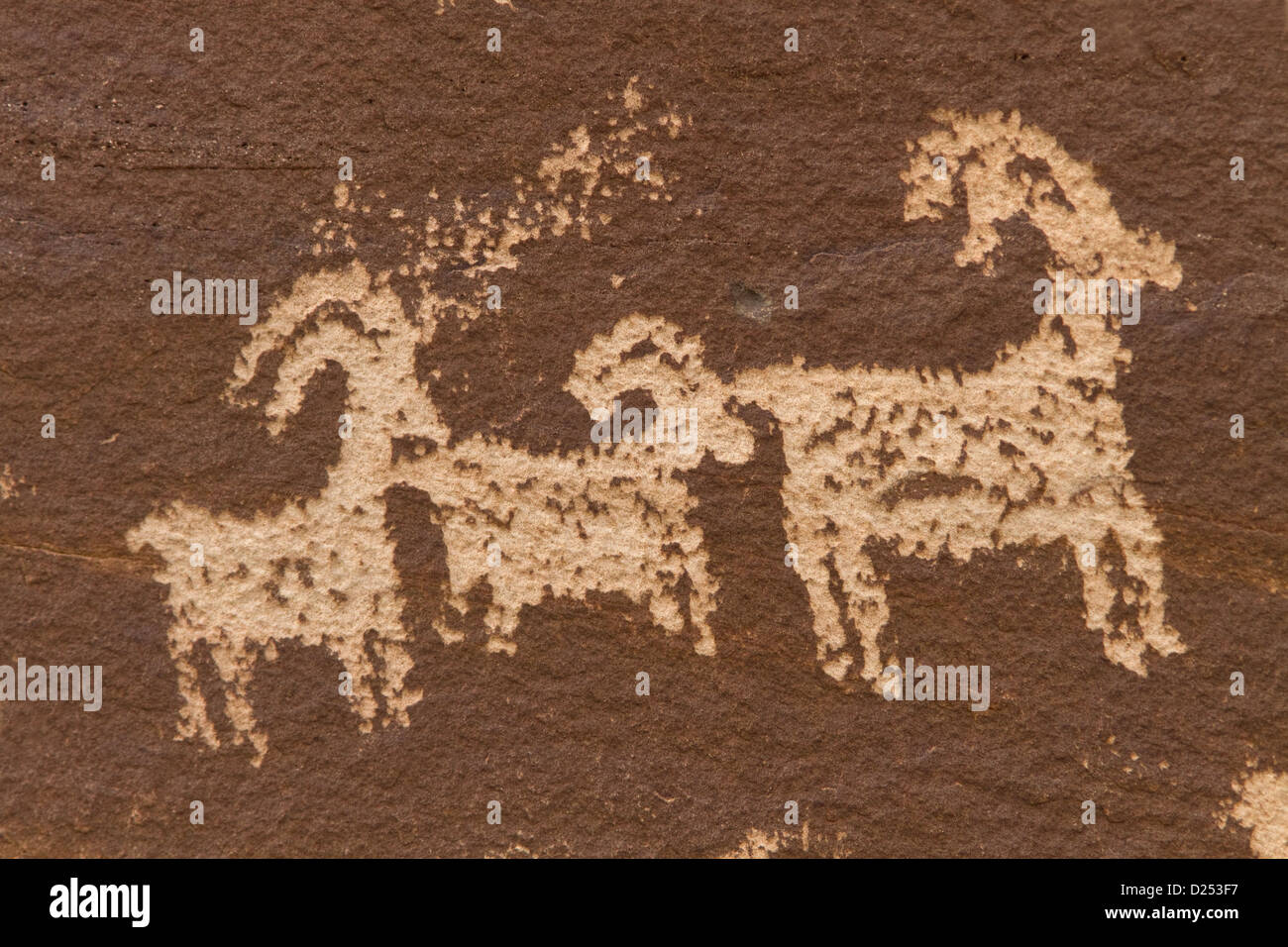 Ute Rock Art Native American petroglyphs in sandstone rock,showing stylized horse rider surrounded bighorn sheep carved between Stock Photo