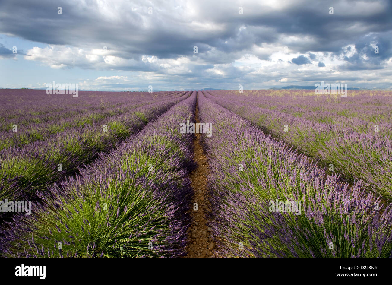 Plateau de Valensole, France, a thriving field of lavender Stock Photo