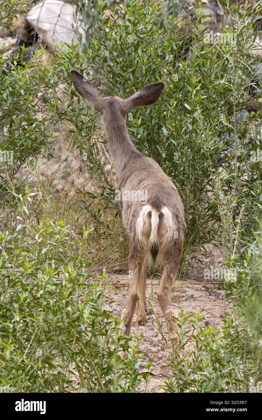 Female Mule Deer showing the characteristic large ears and black tip to