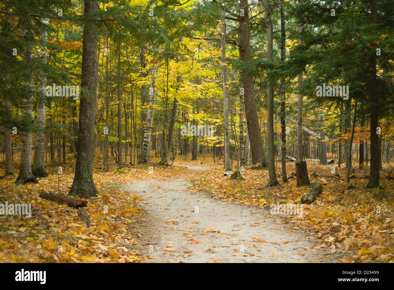 Hiking Trail Through Forest During Colorful Autumn Season At Stock