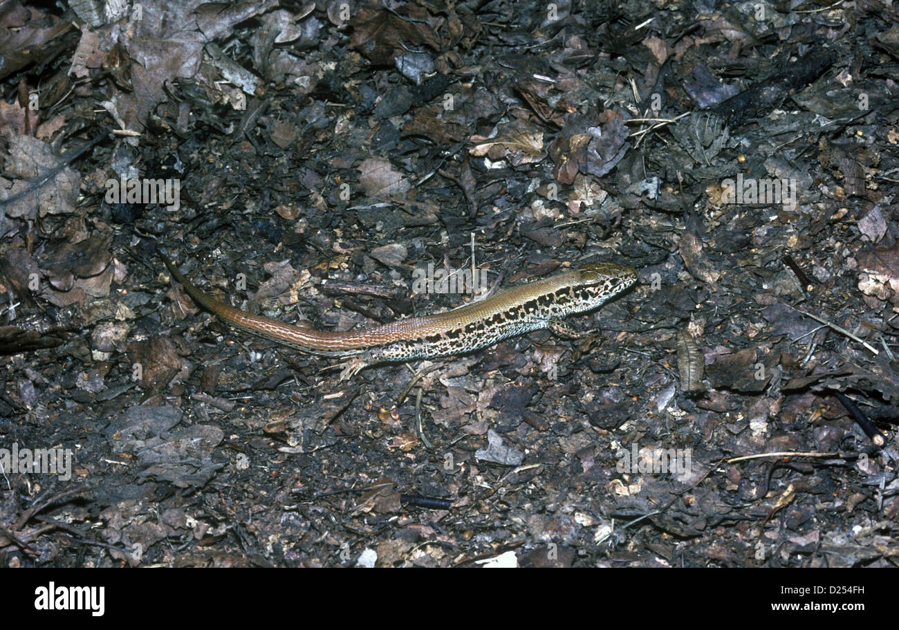 Red backed Sand Lizard Eastern europe Stock Photo