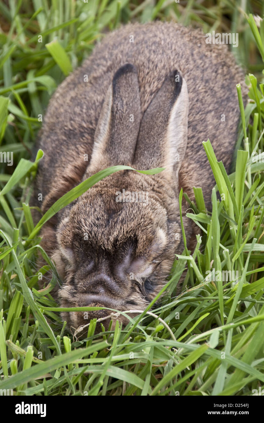Rabbit with advanced stages of Myxomatosis caused by the Myxoma virus, Stock Photo