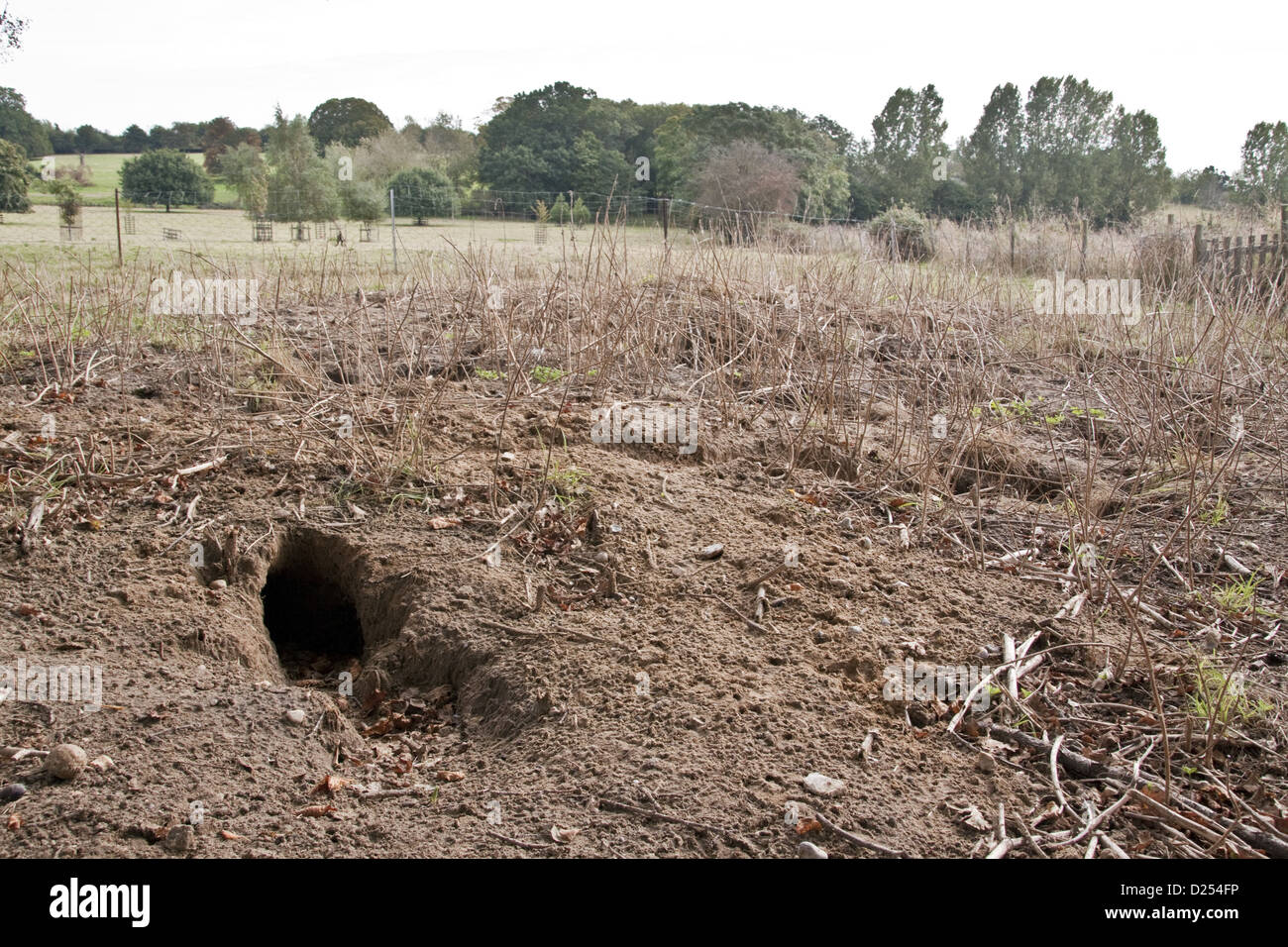 Rabbit burrows in sandy soil on Suffolk farmland Stock Photo Alamy