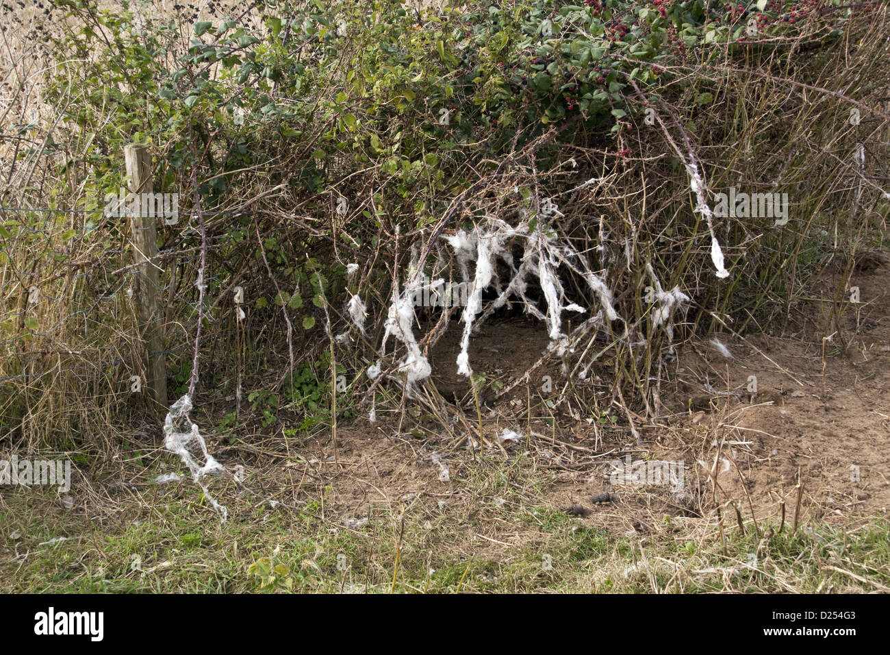 Sheep’s wool caught on brambles Stock Photo