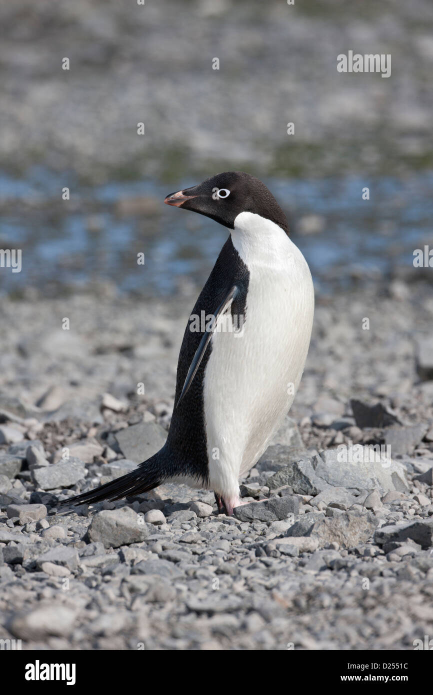 Adelie penguin hi-res stock photography and images - Alamy