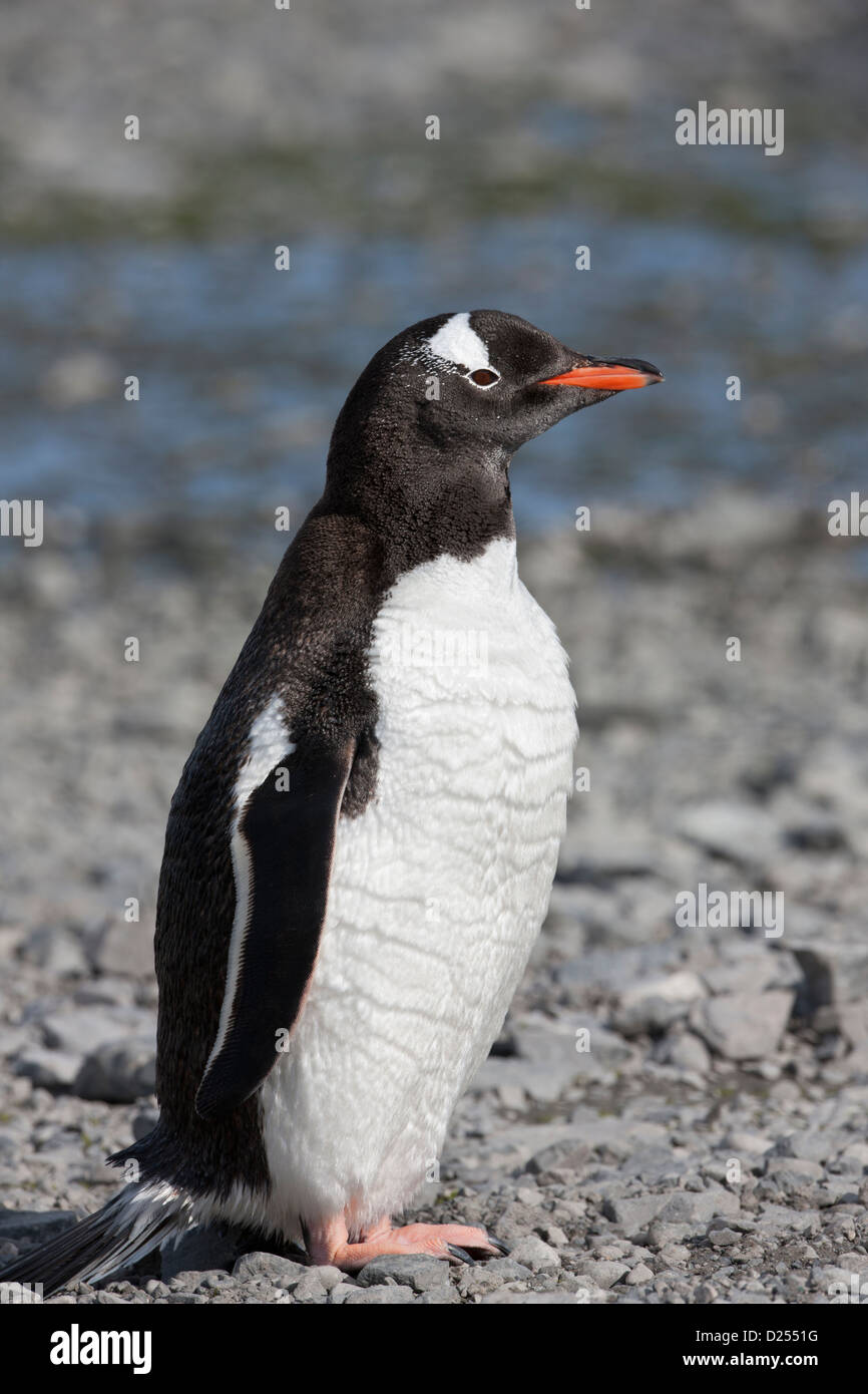 Gentoo Penguin (Pygoscelis papua ellsworthi) at Hope Bay, Antarctica. Stock Photo