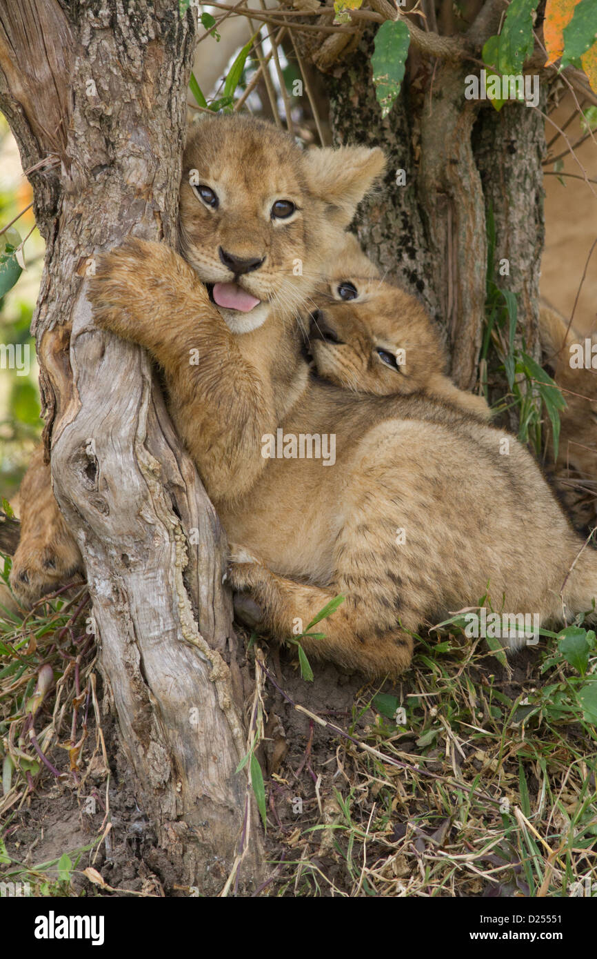 Two African lion cubs playing at the base of a croton bush. Cubs from the Musiara pride in Masai Mara, Kenya Stock Photo