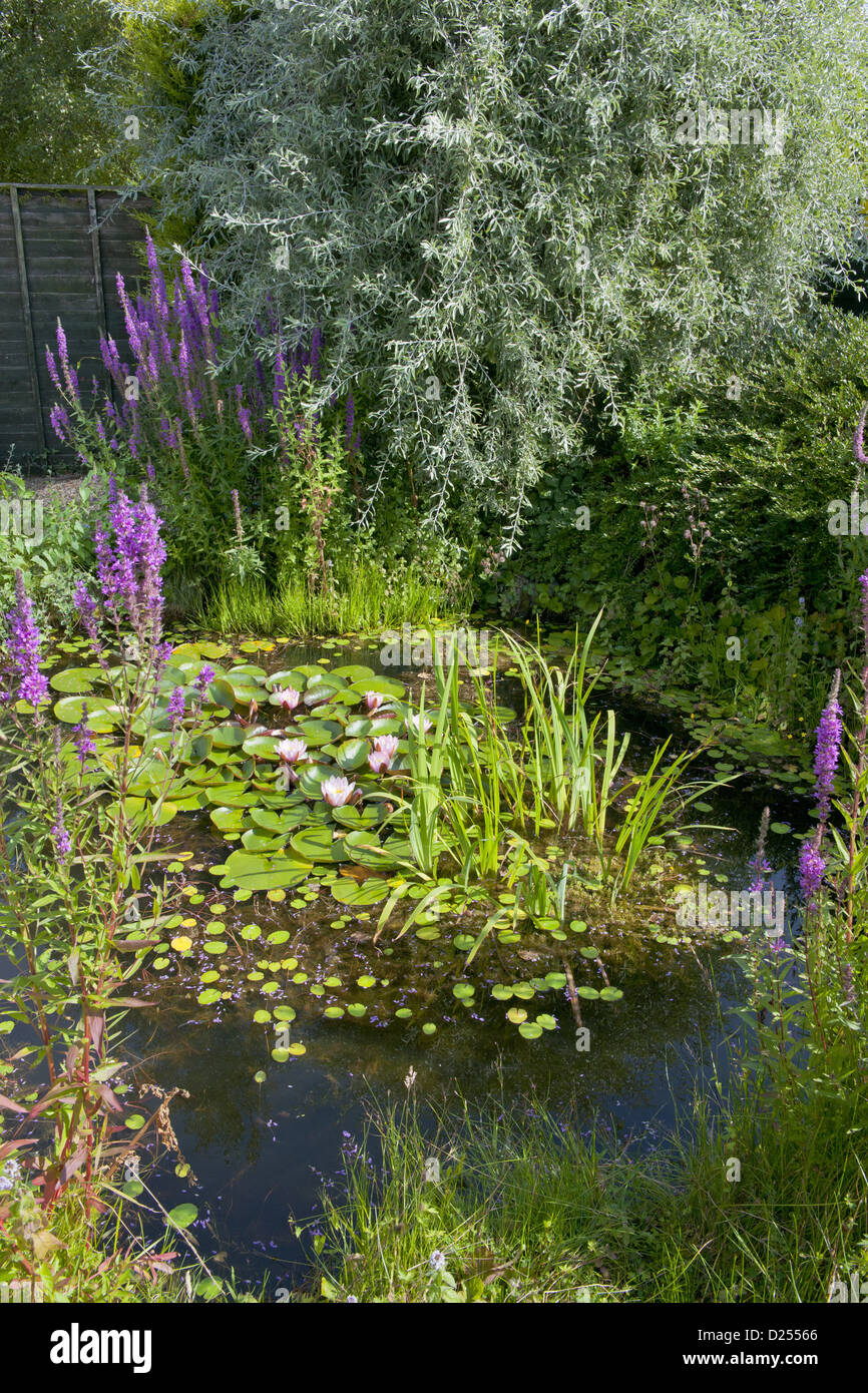 English garden pond hi-res stock photography and images - Alamy