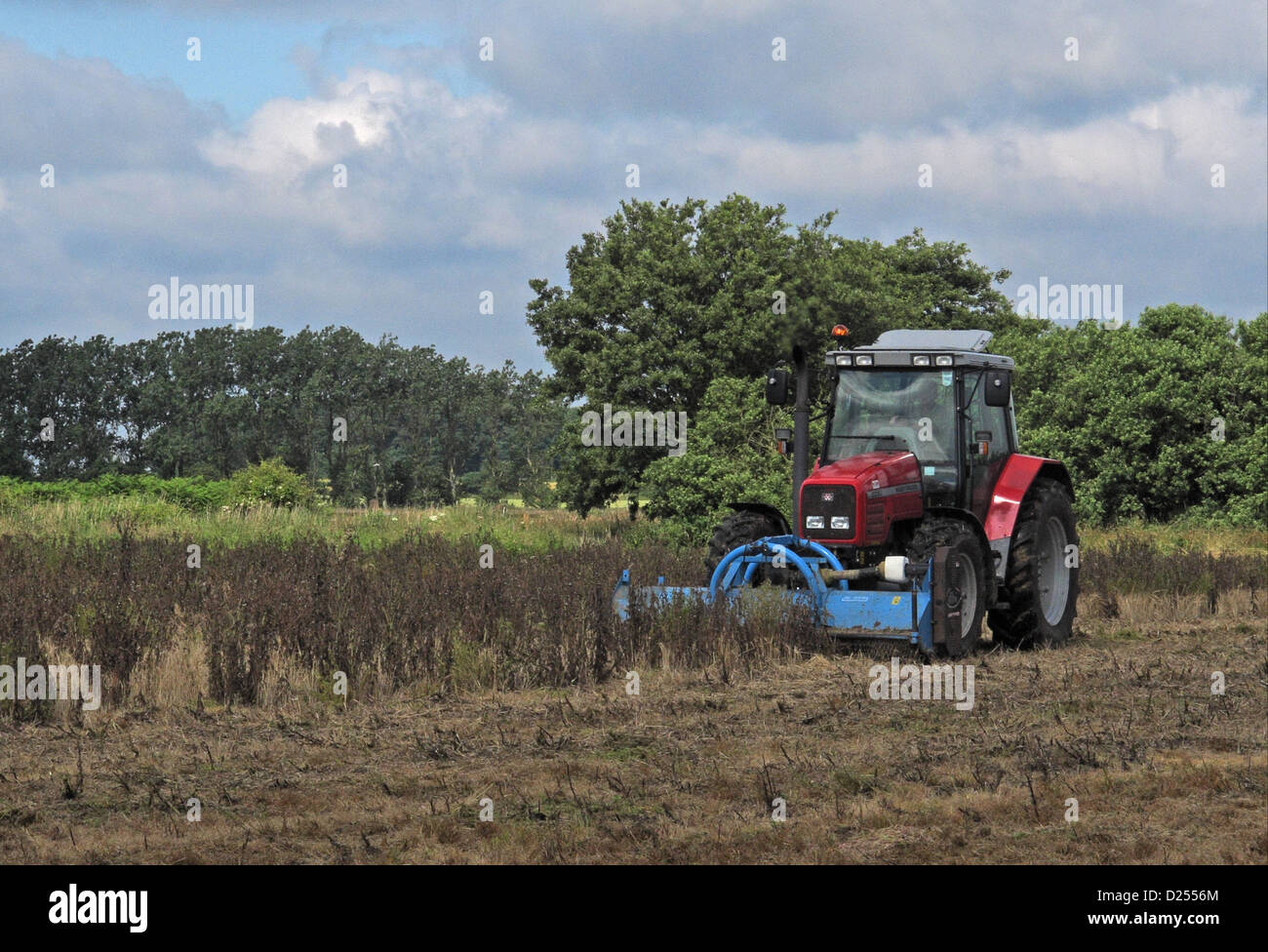 Tractor mowing sprayed thistles after spraying with Roundup herbicide on 'Higher Level Stewardship' land, Norfolk, England, July Stock Photo